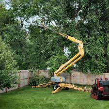 Trusted Dublin, GA Tree Care Experts