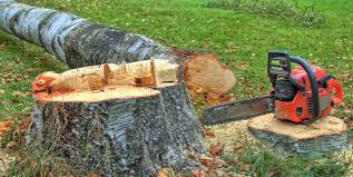 Best Tree Maintenance Programs  in Dublin, GA