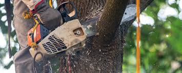 How Our Tree Care Process Works  in  Dublin, GA