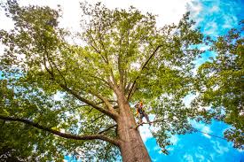 Best Lawn Pest Prevention  in Dublin, GA