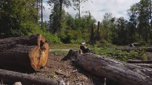 Best Tree Trimming and Pruning  in Dublin, GA