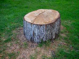 Best Firewood Processing and Delivery  in Dublin, GA