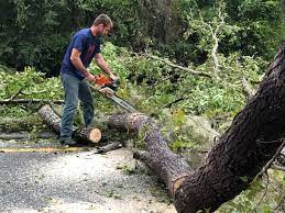Best Commercial Tree Services  in Dublin, GA