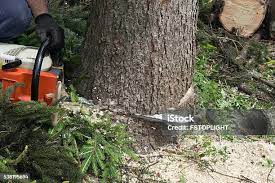 Best Tree Health Inspection  in Dublin, GA