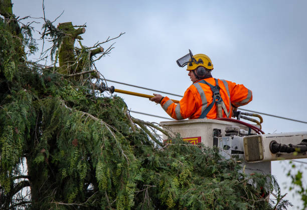 Best Emergency Tree Removal  in Dublin, GA