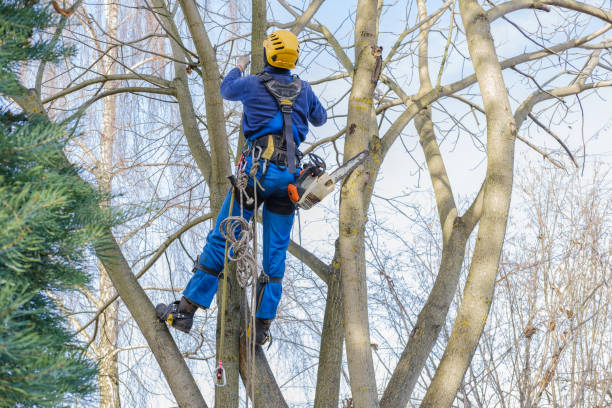 Best Hazardous Tree Removal  in Dublin, GA
