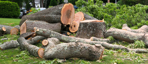 Best Tree Removal  in Dublin, GA