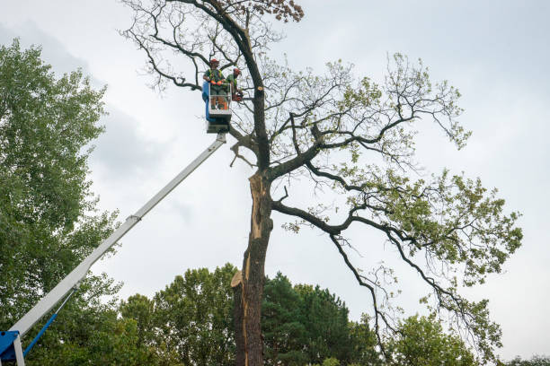Best Aeration Services  in Dublin, GA