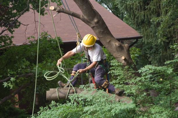 Best Storm Damage Tree Cleanup  in Dublin, GA