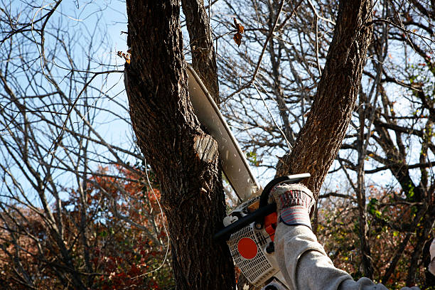 Best Palm Tree Trimming  in Dublin, GA