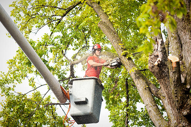 Best Tree Disease Treatment  in Dublin, GA