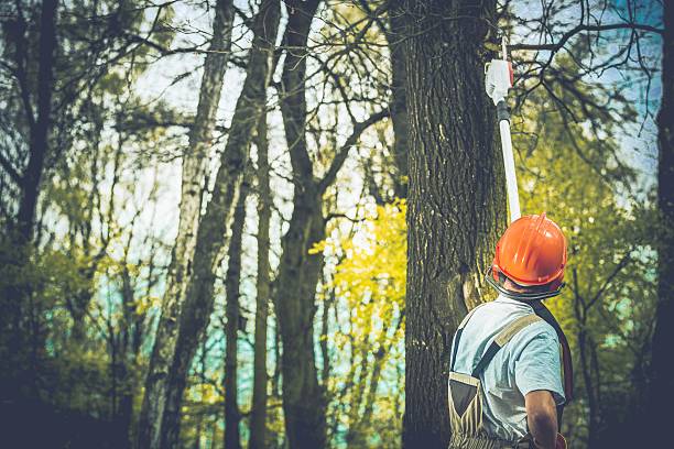 Best Tree Cabling and Bracing  in Dublin, GA