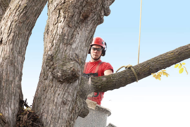 Best Tree and Shrub Care  in Dublin, GA